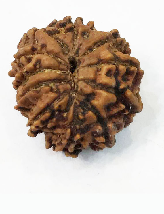11 Mukhi Nepali Certified Rudraksha size- 18-22 mm